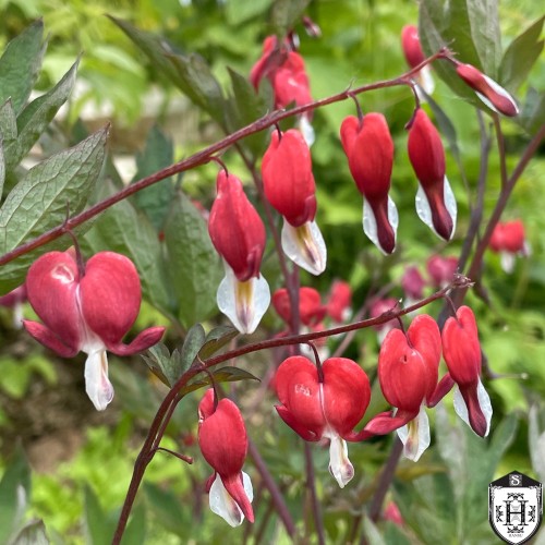 Dicentra spectabilis 'Valentine' - Harilik murtudsüda 'Valentine' P11/0,75L